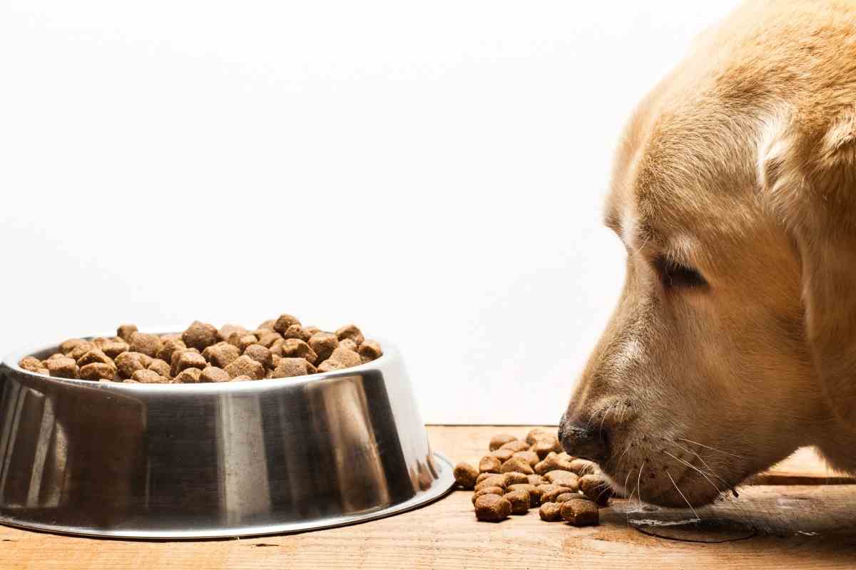 Are Labrador Retrievers Picky Eaters?