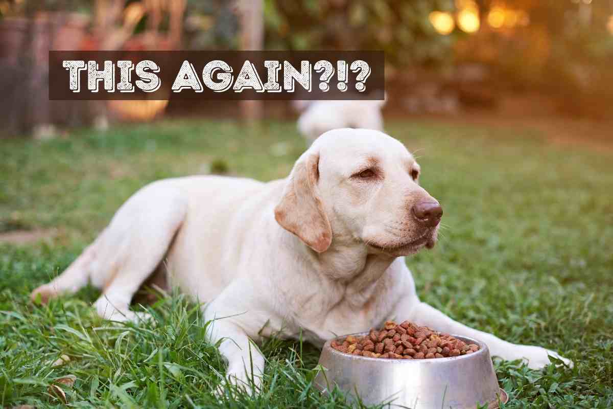 Are Labrador Retrievers Picky Eaters Are Labrador Retrievers Picky Eaters? (And What to Do About It)