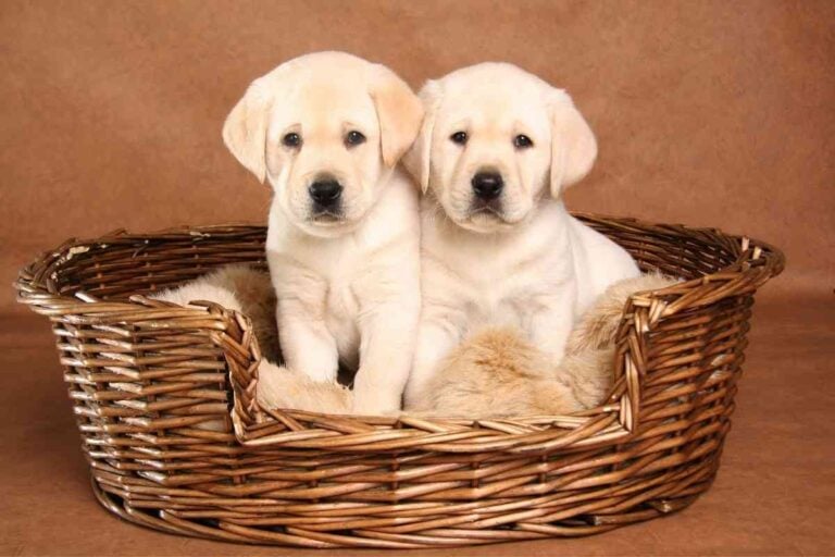 Are Male or Female Labrador Retrievers Easier to Train?