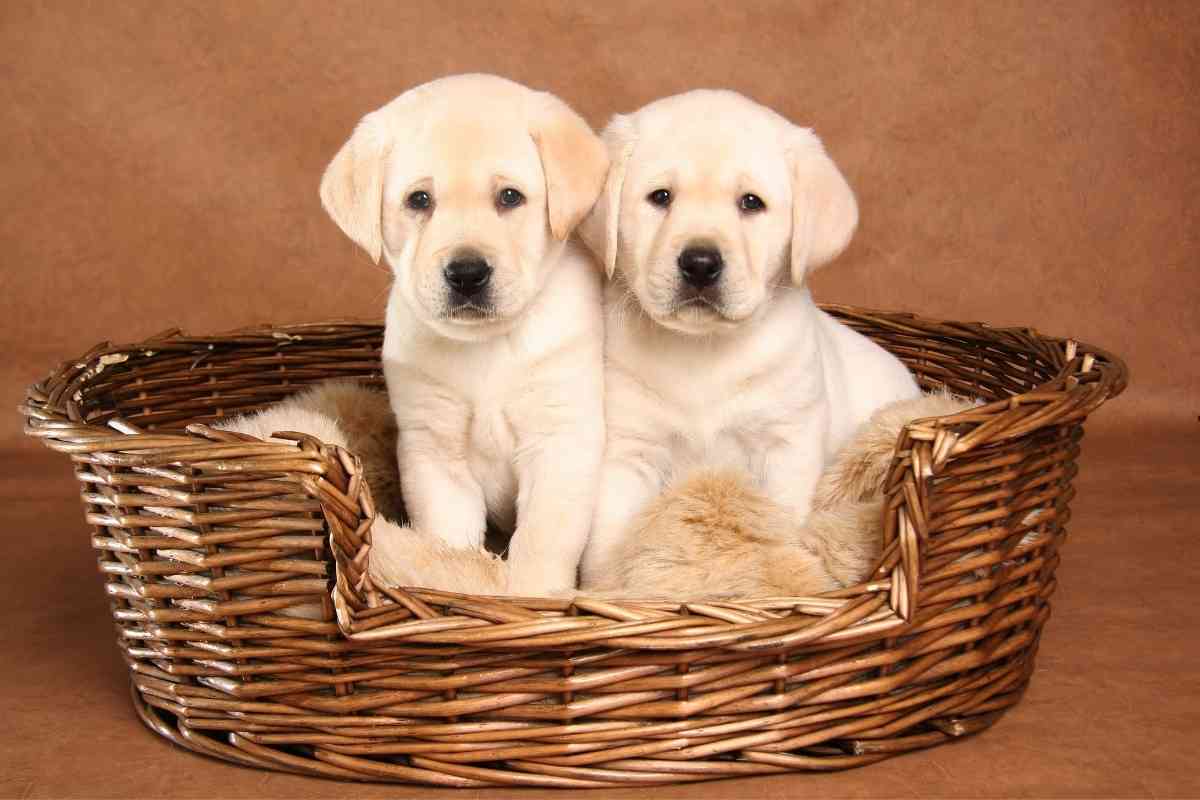 Are Male or Female Labrador Retrievers Easier to Train Are Male or Female Labrador Retrievers Easier to Train?