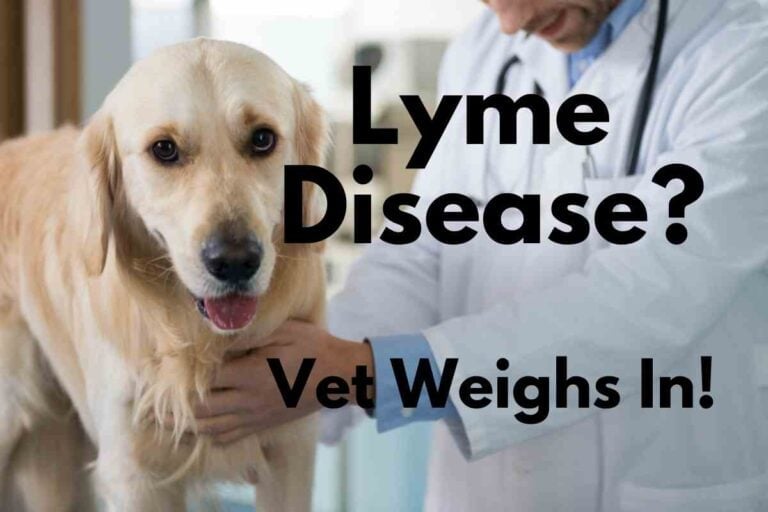 Common Symptoms of Lyme Disease in Golden Retrievers (Vet Weighs In)