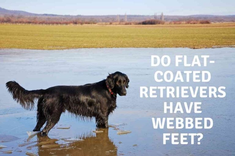 Do Flat-Coated Retrievers Have Webbed Feet?