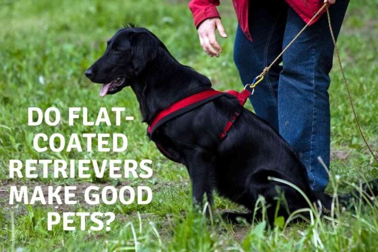Do Flat-Coated Retrievers Make Good Pets?