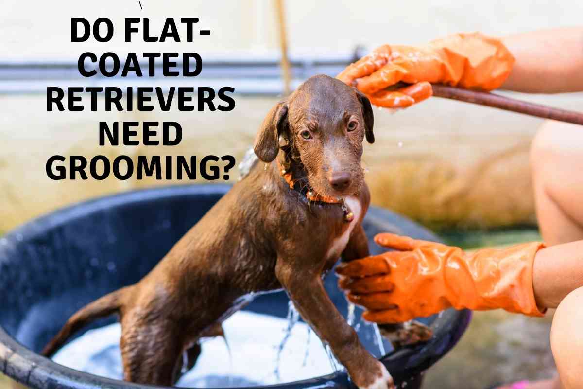 Do Flat Coated Retrievers Need Grooming Do Flat-Coated Retrievers Need Grooming?