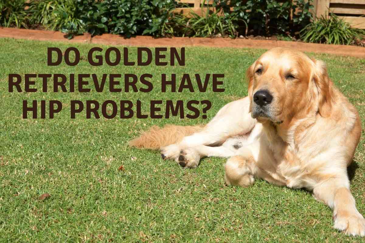 Do Golden Retrievers Have Hip Problems Do Golden Retrievers Have Hip Problems?