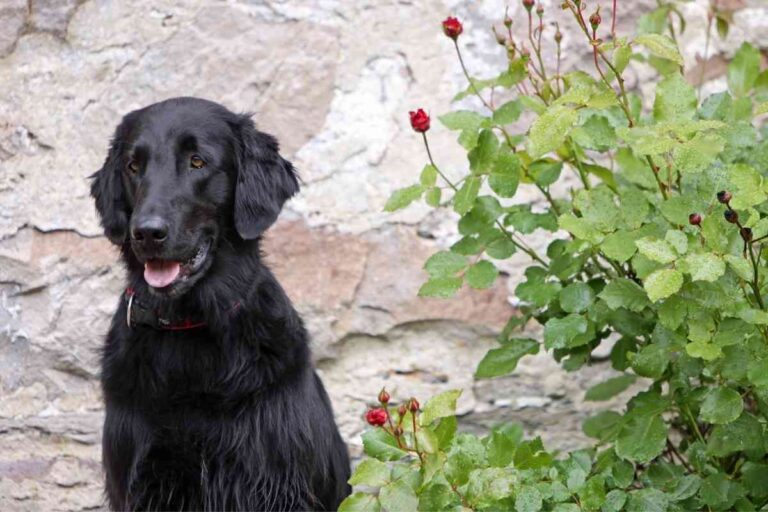 What is the Life Expectancy of a Flat-Coated Retriever?
