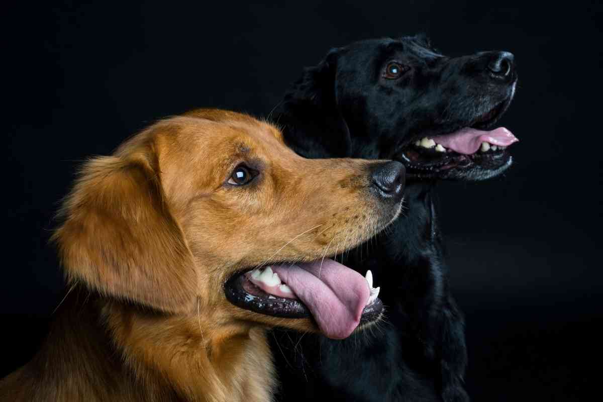 Golden Retriever vs. Labrador 1 What is the Difference Between a Labrador and a Golden Retriever?