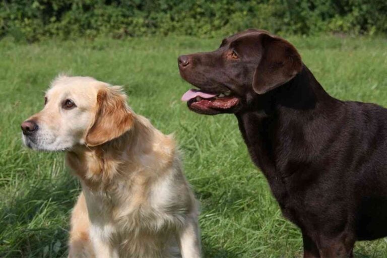 What is the Difference Between a Labrador and a Golden Retriever?