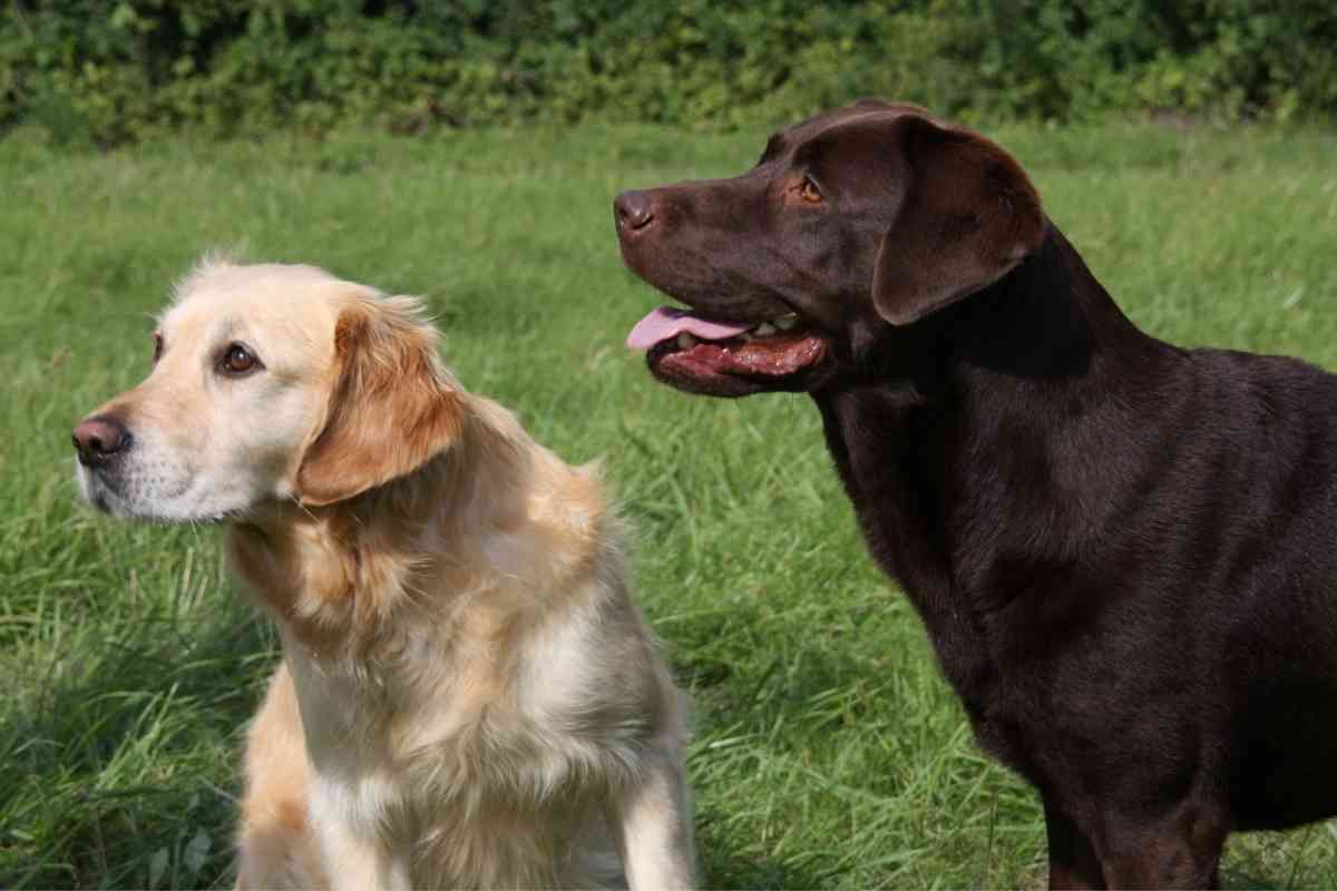 Golden Retriever vs. Labrador What is the Difference Between a Labrador and a Golden Retriever?