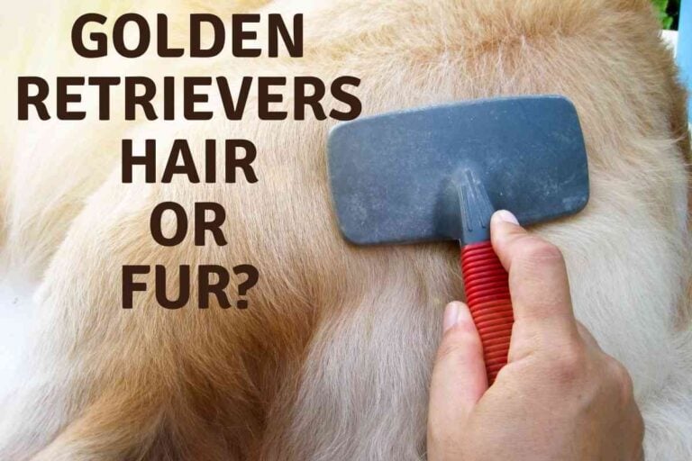 Do Golden Retrievers Have Hair or Fur?