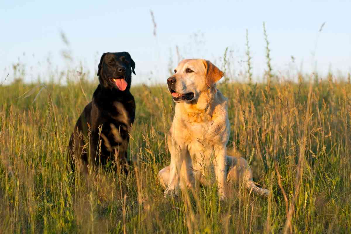 How Big Do Labrador Retrievers Get 2 How Big Do Labrador Retrievers Get?