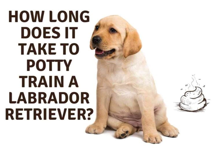 How Long Does It Take to Potty Train a Labrador Retriever?