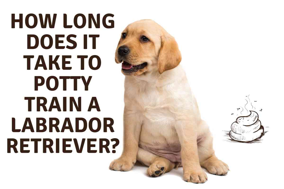 How Big Do Labrador Retrievers Get 3 How Long Does It Take to Potty Train a Labrador Retriever?