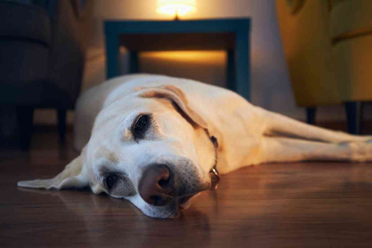 How Long Can Labrador Retrievers Be Left Alone