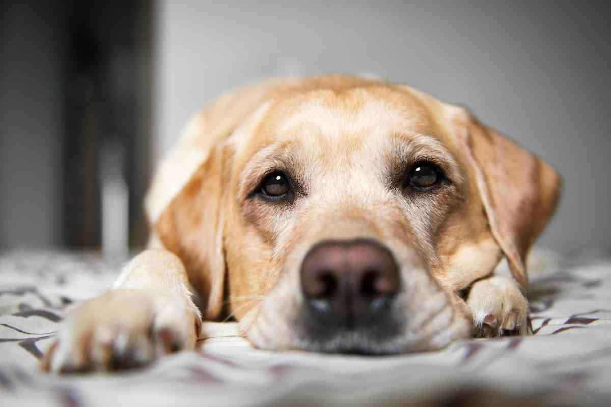 How Long Can Labrador Retrievers Be Left Alone