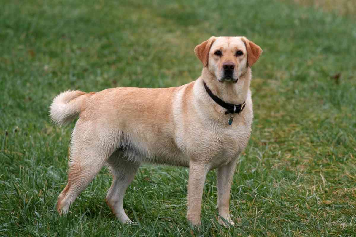 How Much Do Labrador Retriever Puppies Cost How Much Do Labrador Retriever Puppies Cost?