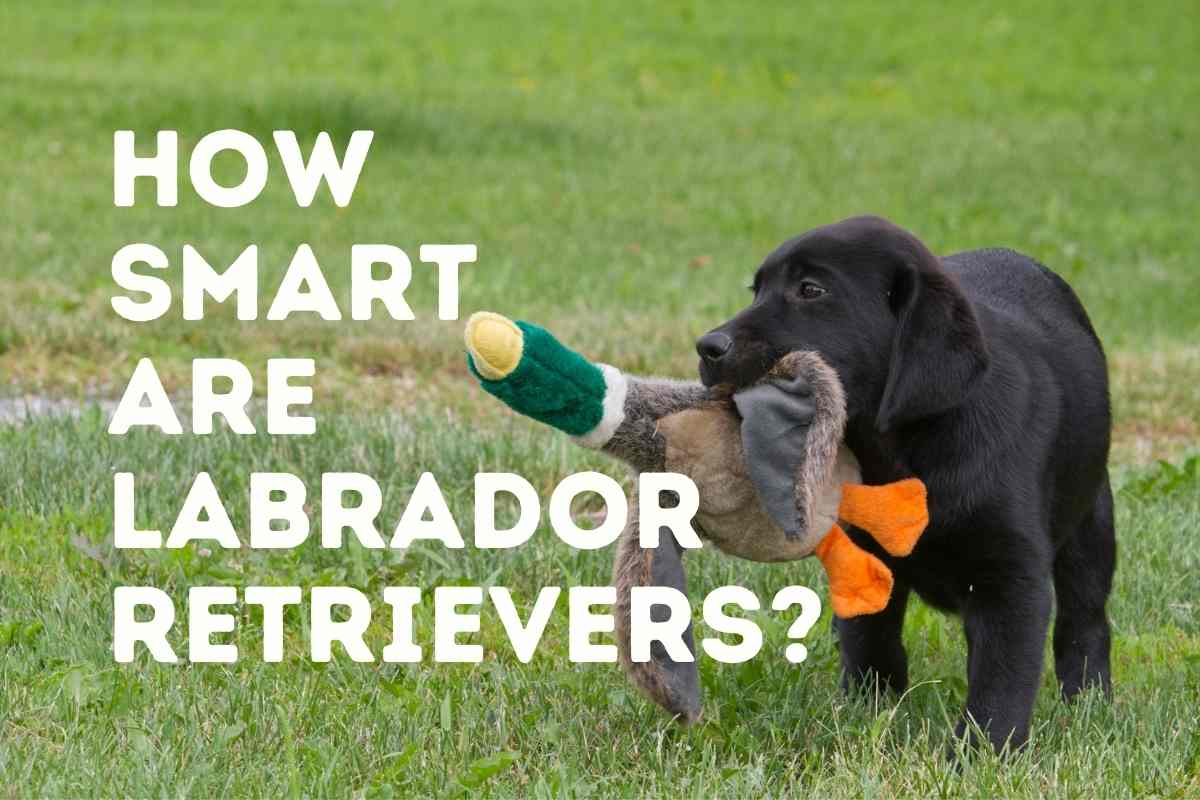 How Smart are Labrador Retrievers ANSWERED: How Smart are Labrador Retrievers?