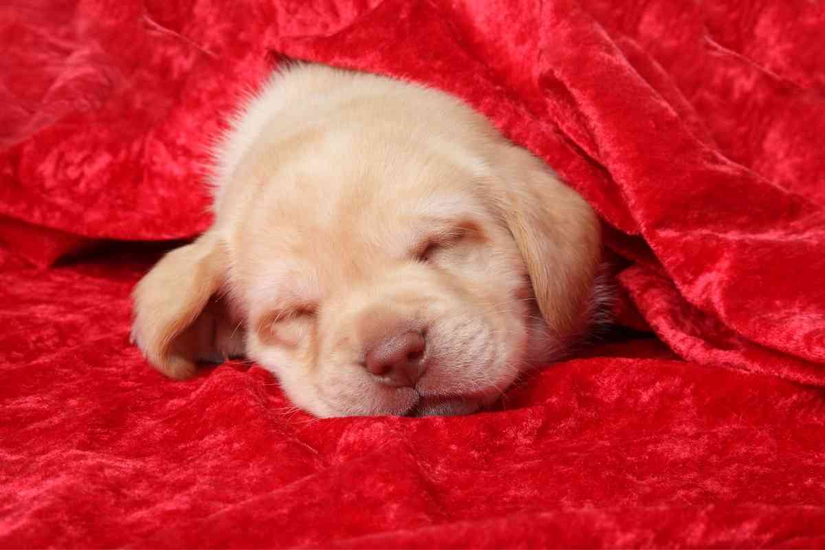 When Do Labrador Retrievers Sleep Through the Night 1 When Do Labrador Retrievers Sleep Through the Night?