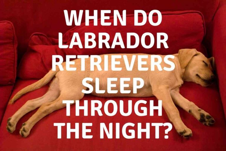 When Do Labrador Retrievers Sleep Through the Night?