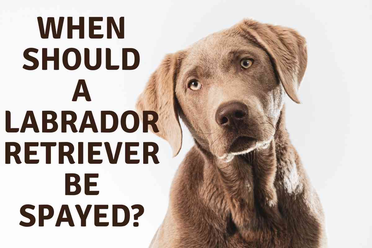 When Should A Labrador Retriever Be Spayed When Should A Labrador Retriever Be Spayed?