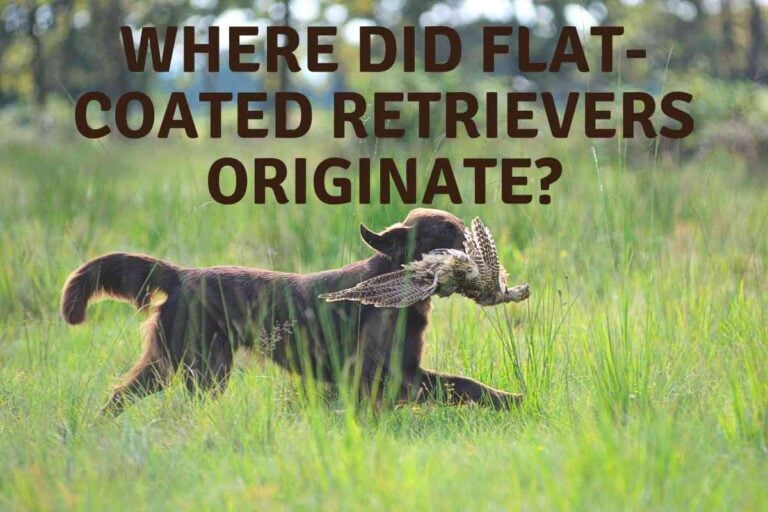 Where Did Flat-Coated Retrievers Originate?