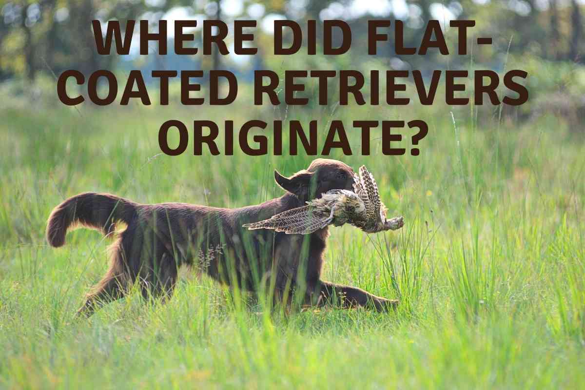 Where Did Flat Coated Retrievers Originate Where Did Flat-Coated Retrievers Originate?
