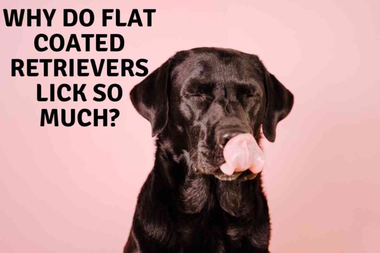 Why Do Flat Coated Retrievers Lick So Much?