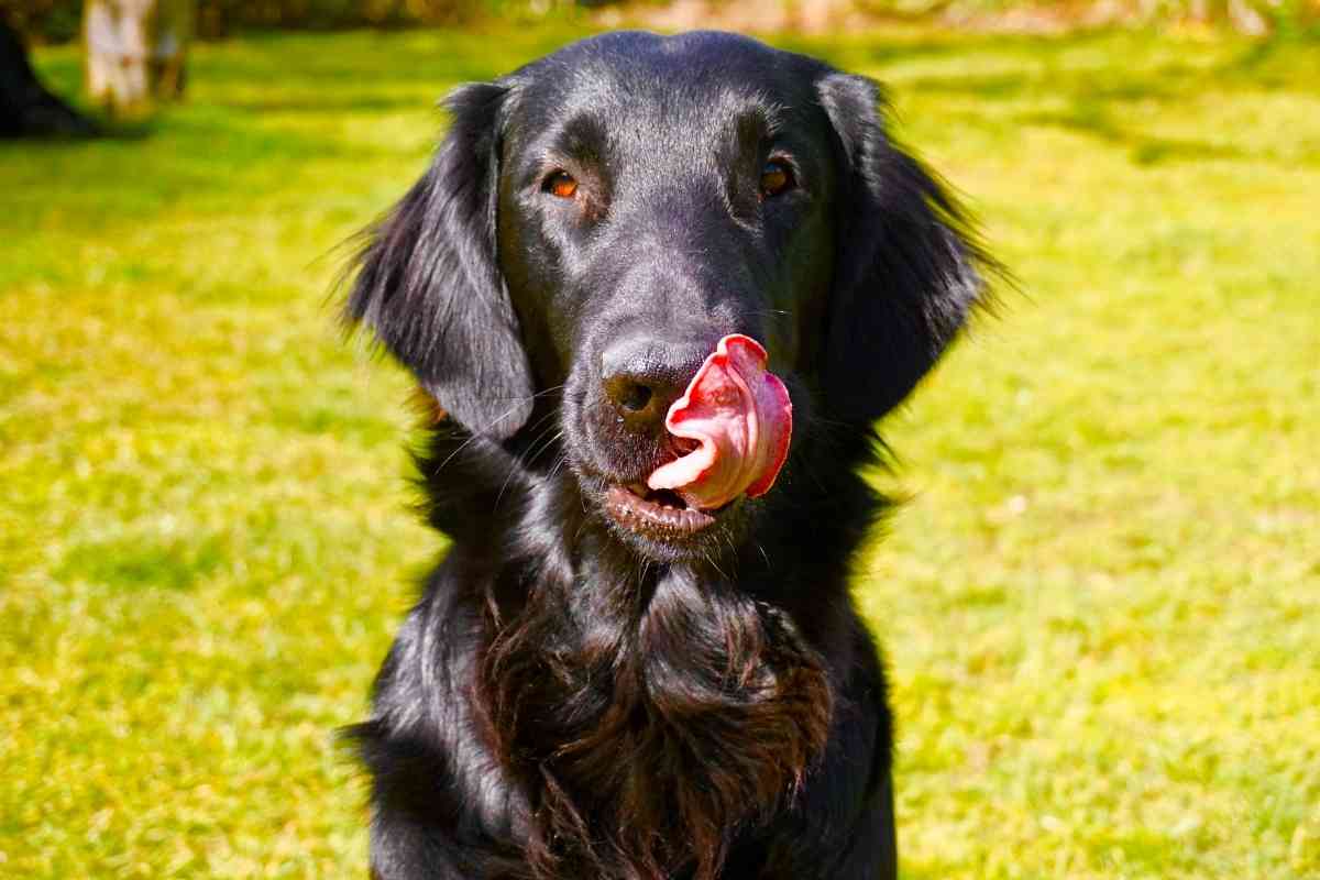 Why Do Flat Coated Retrievers Lick So Much 2 Why Do Flat Coated Retrievers Lick So Much?