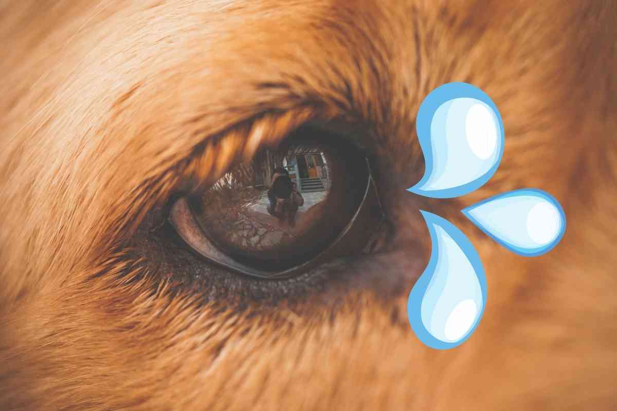 Why Do My Golden Retrievers Eyes Water Why Do My Golden Retriever's Eyes Water?