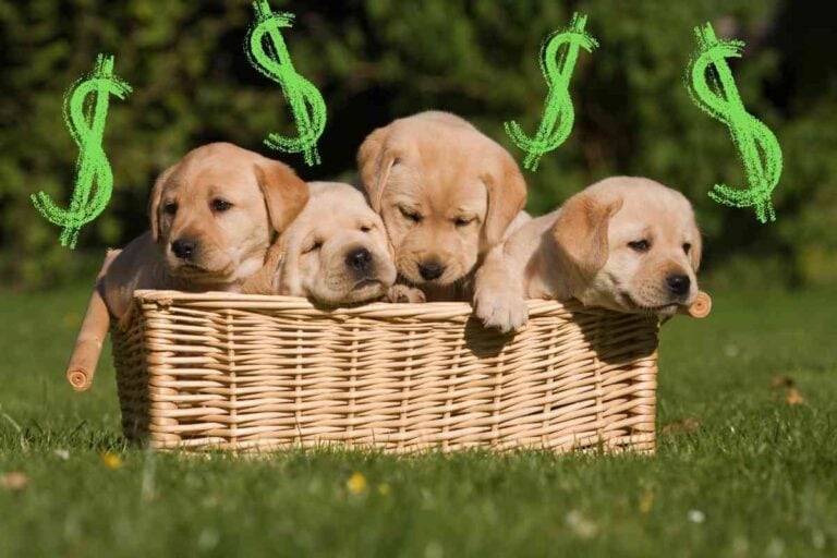 How Much Do Labrador Retriever Puppies Cost?
