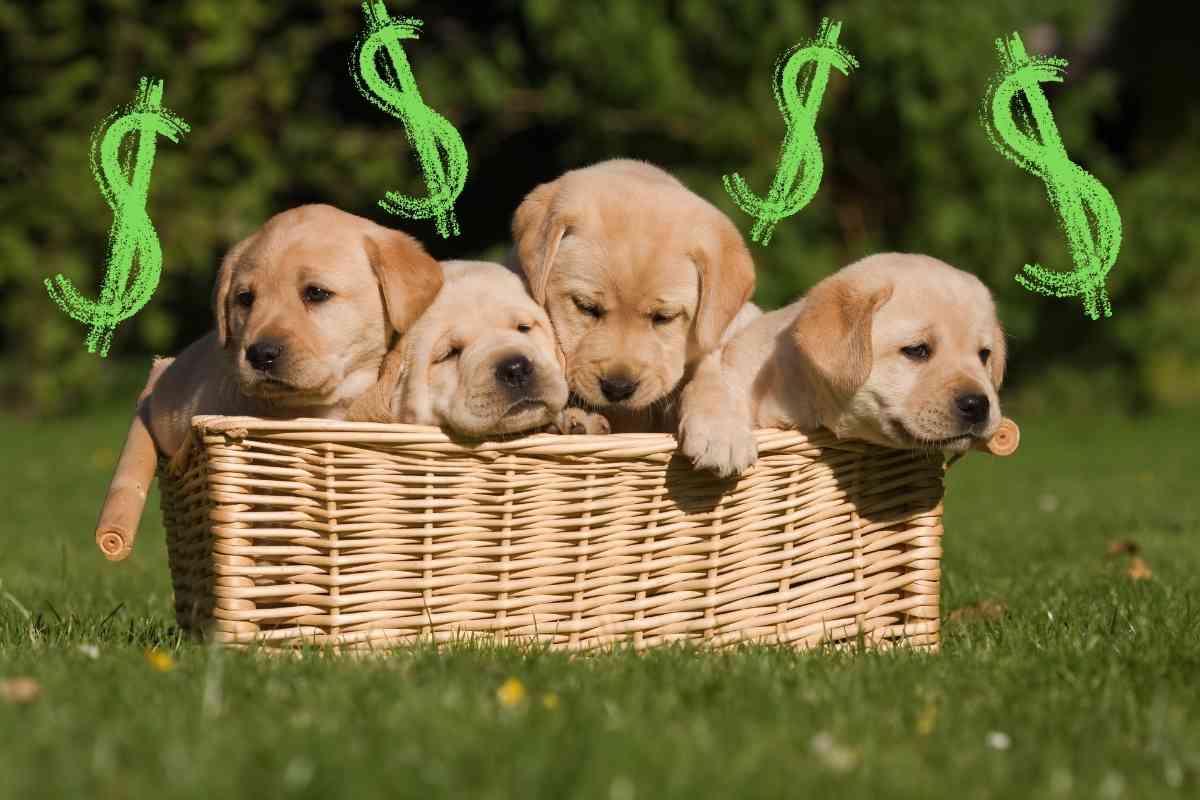 lab puppy cost How Much Do Labrador Retriever Puppies Cost?