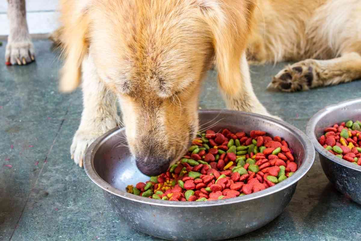 the ultimate guide to a golden retrievers diet 1 The Ultimate Guide to What a Golden Retriever Can and Cannot Eat