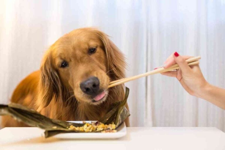 The Ultimate Guide to What a Golden Retriever Can and Cannot Eat