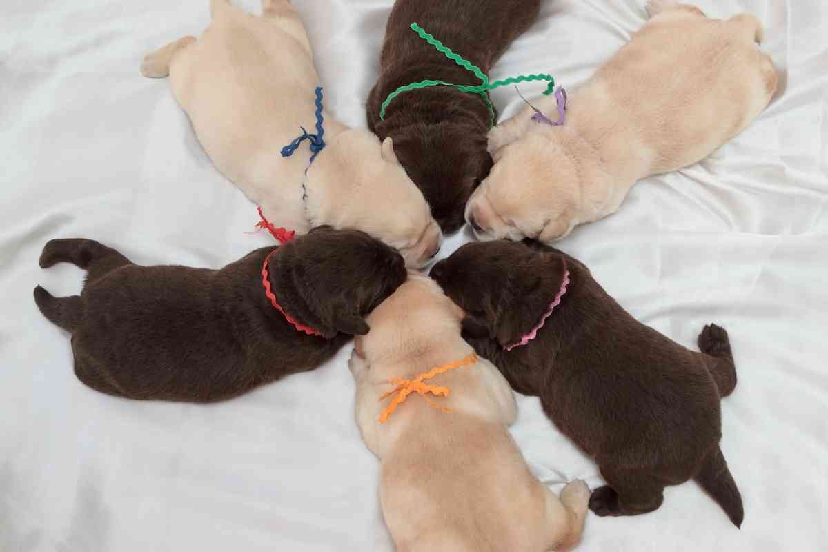 Do Labrador Puppies Change Color 1 Do Labrador Puppies Change Color?