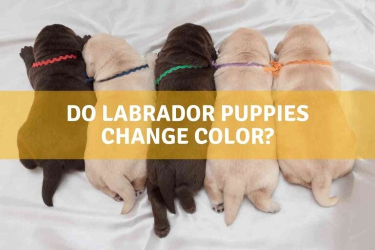 Do Labrador Puppies Change Color?