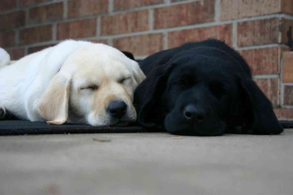 How Much Sleep Does a Labrador Retriever Puppy Need?