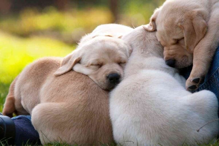 How Much Sleep Does a Labrador Retriever Puppy Need?