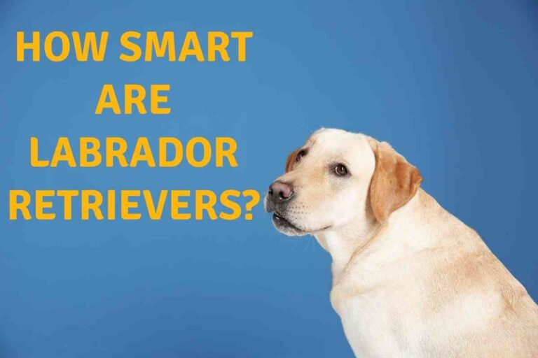 How Smart Are Labrador Retrievers?