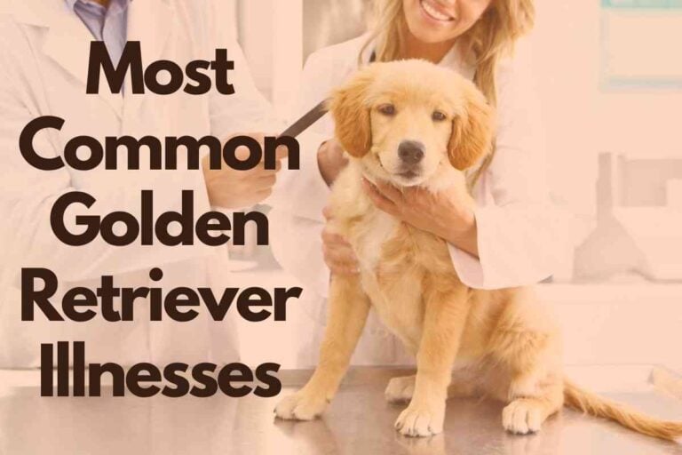 What Illnesses Are Golden Retrievers Prone To Get?