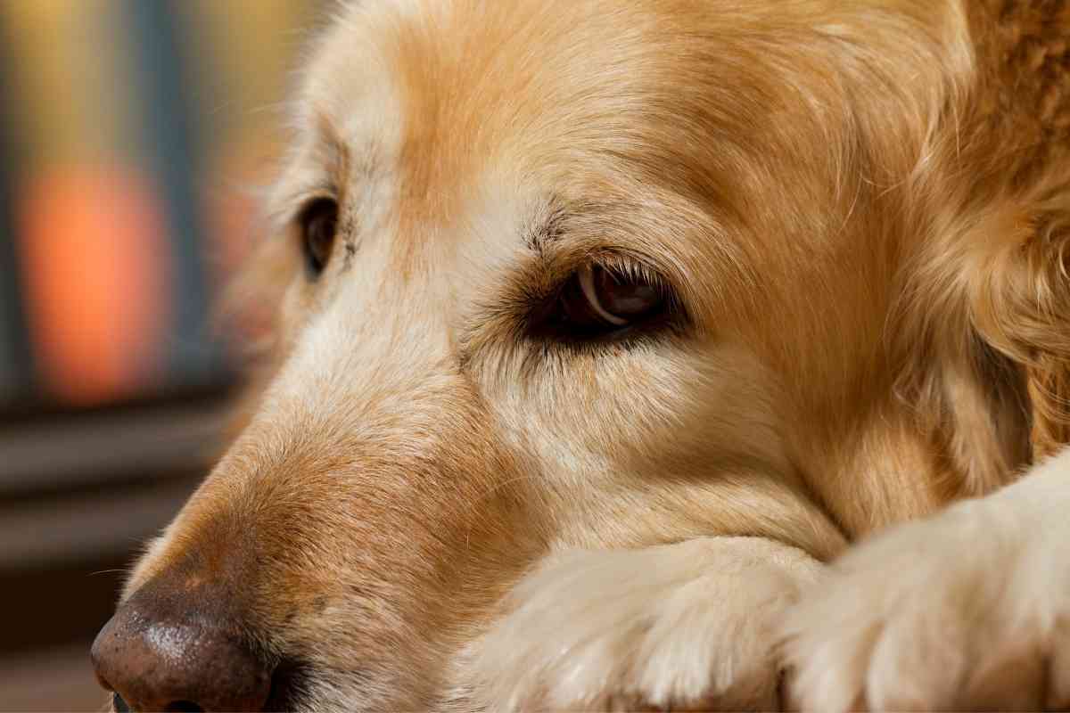 What Illnesses Are Golden Retrievers Prone To Get What Illnesses Are Golden Retrievers Prone To Get?