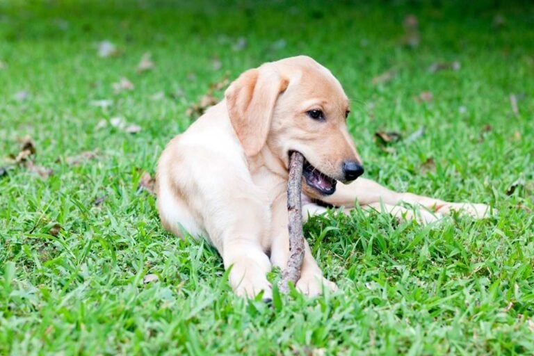When Do Labrador Retriever Puppies Stop Biting and How You Can Stop It?