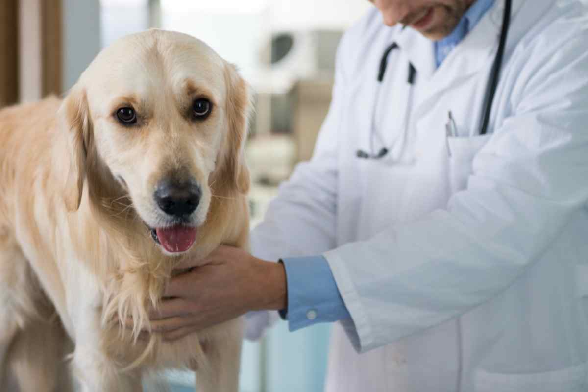 When Should a Labrador Retriever Be Neutered