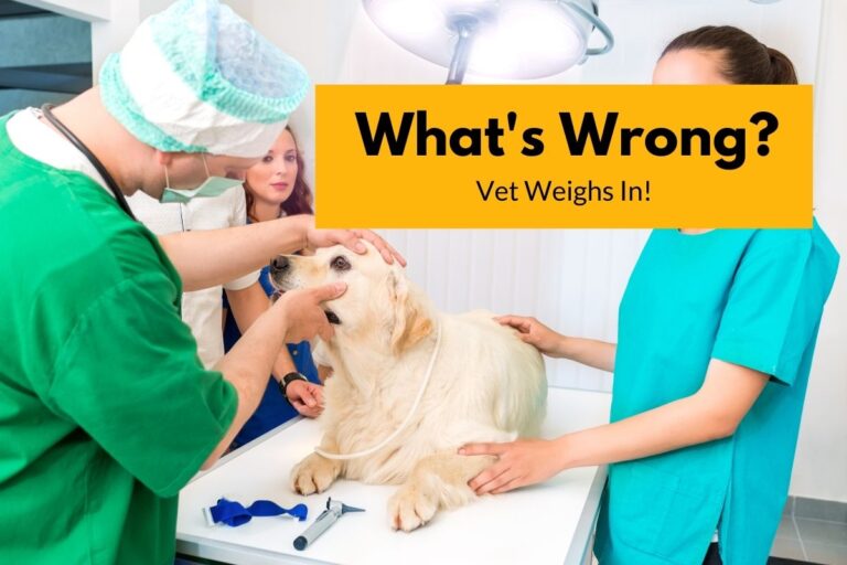 Why Does My Golden Retriever Keep Throwing Up? (Vet Explains!)
