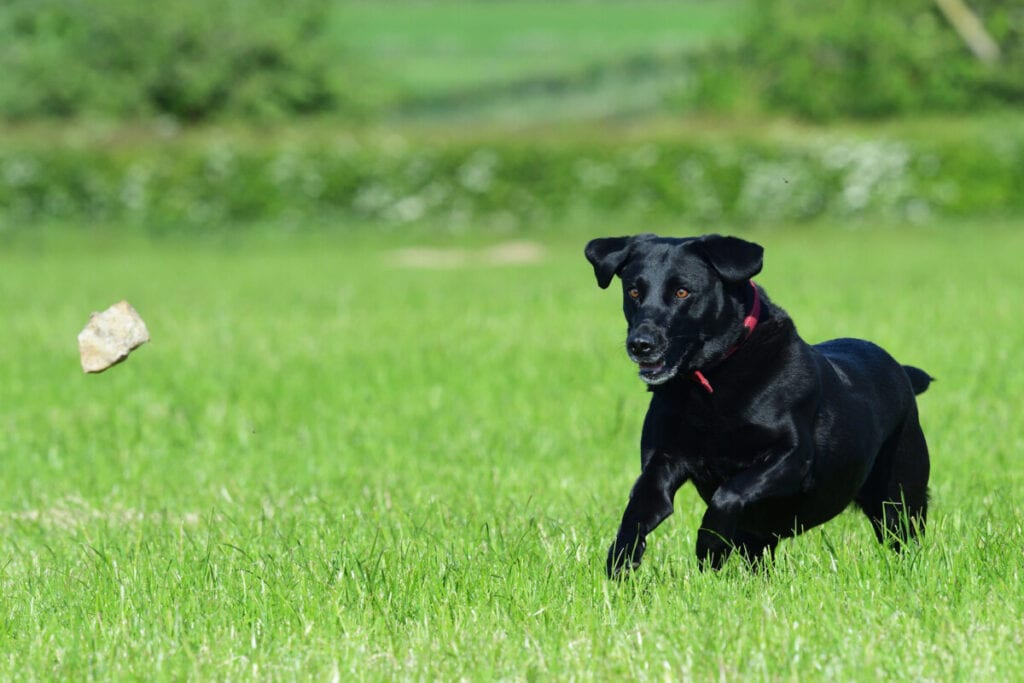 What are the Disadvantages of Owning a Labrador?