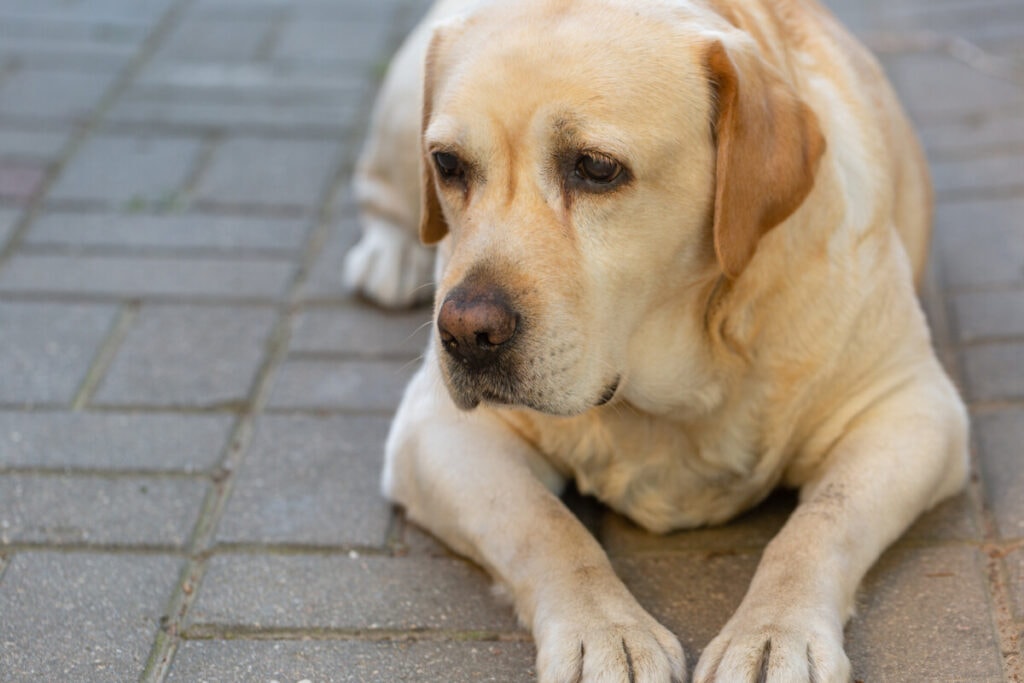 What Diseases are Common in Labrador Retrievers?
