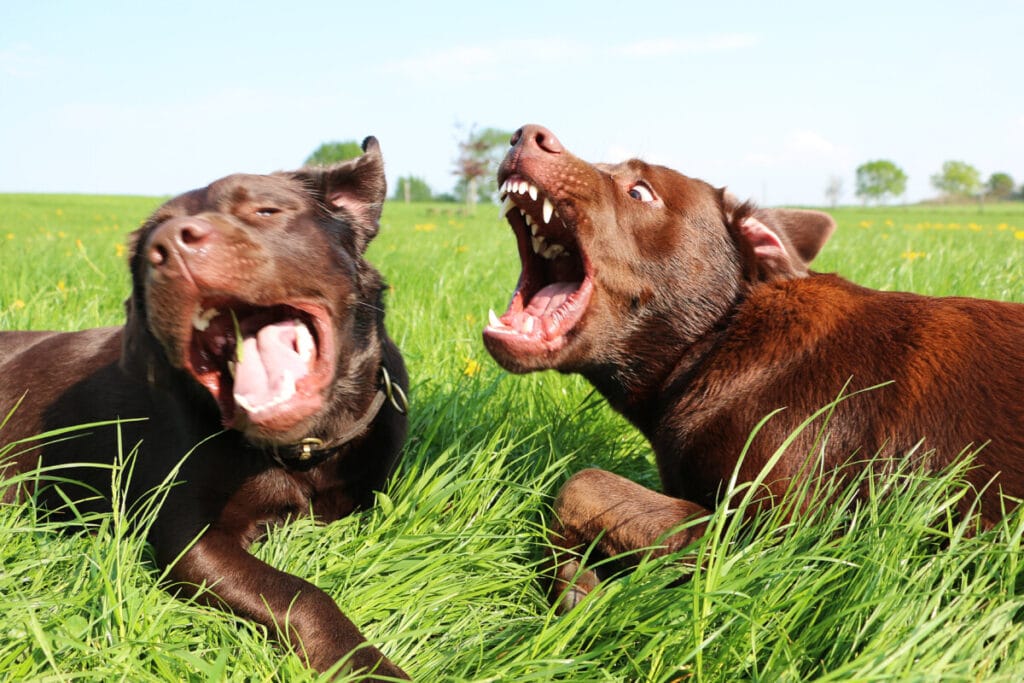 Can Labradors Be Aggressive Towards Other Dogs?