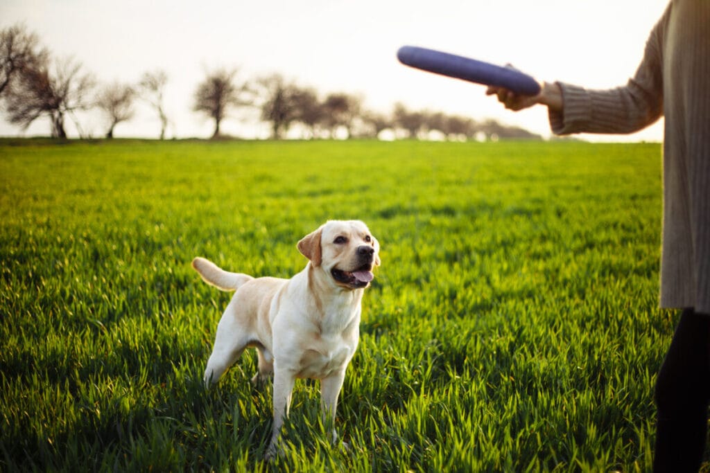 What Makes Labradors So Special?