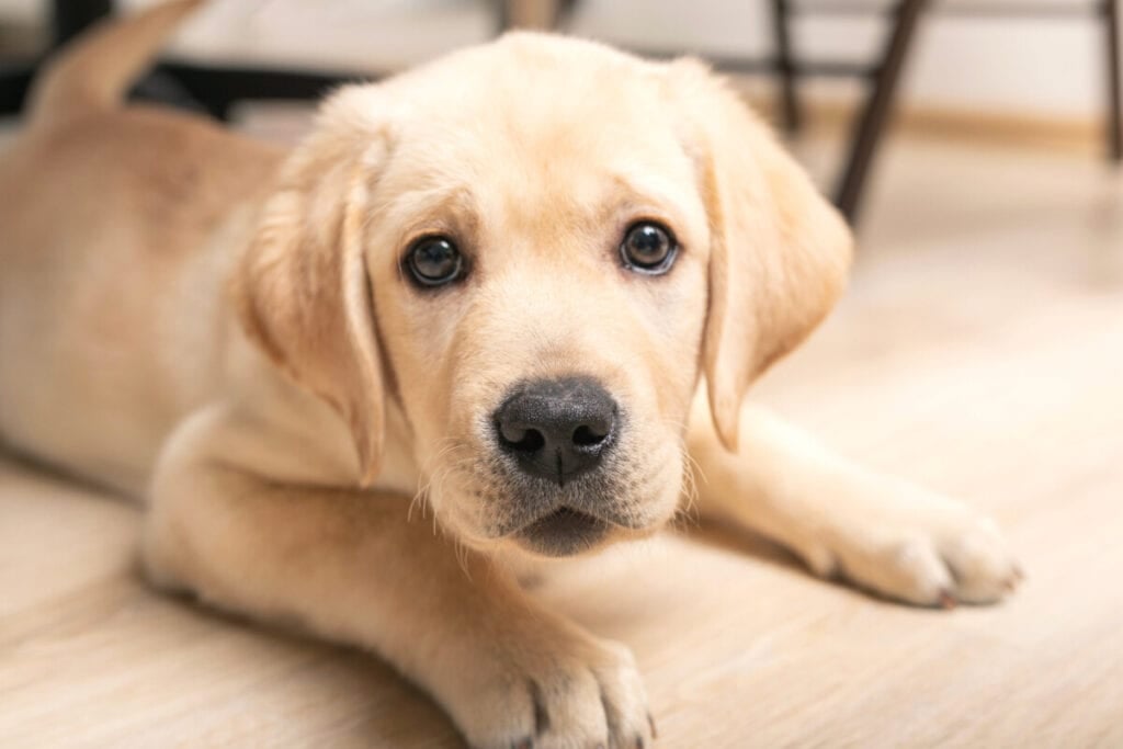 Is Owning a Labrador Hard?
