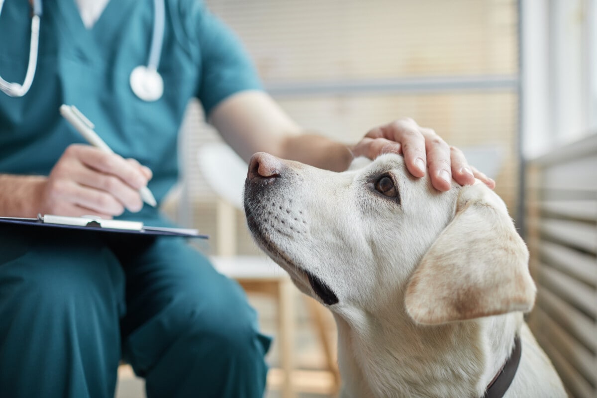 What Diseases are Common in Labrador Retrievers?