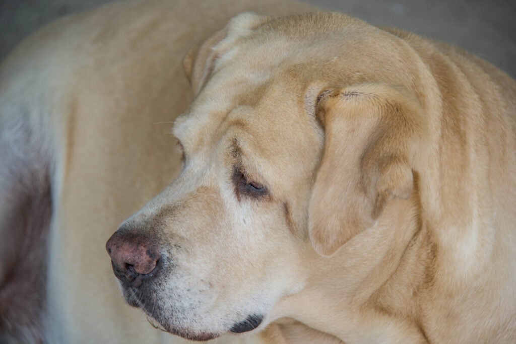 What Is the Average Age for a Labrador to Die?